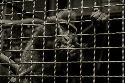 The cruelty behind lab testing on animals